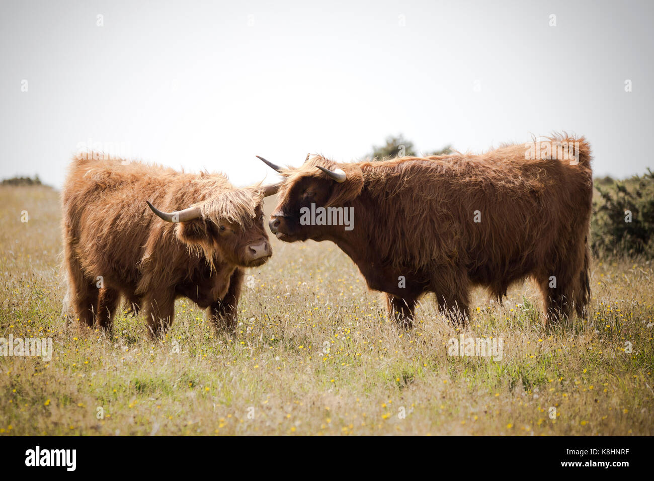 Highland Cattle stehen auf gegen den klaren Himmel Stockfoto