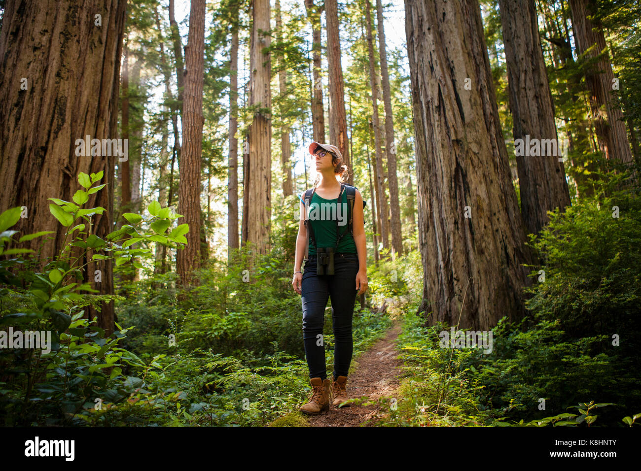 Weibliche Wanderer erkunden Wald im Redwood National- und Staatsparks Stockfoto