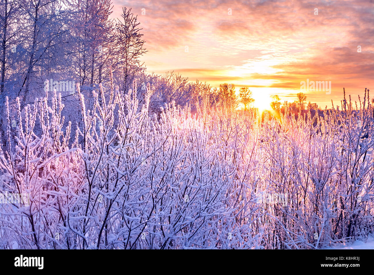 Winterlandschaft mit Sonnenuntergang und Wald. Bäume Winter mit Schnee in den Strahlen der untergehenden Sonne abgedeckt. winterlich verschneite Lila morgen Stockfoto
