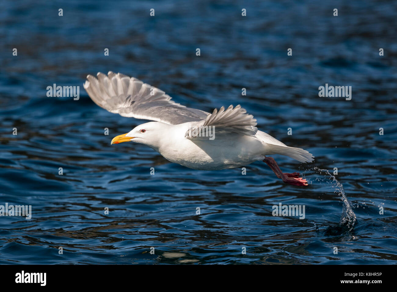 Möwe über das Meer bei Kenai Fjords National Park fliegen Stockfoto