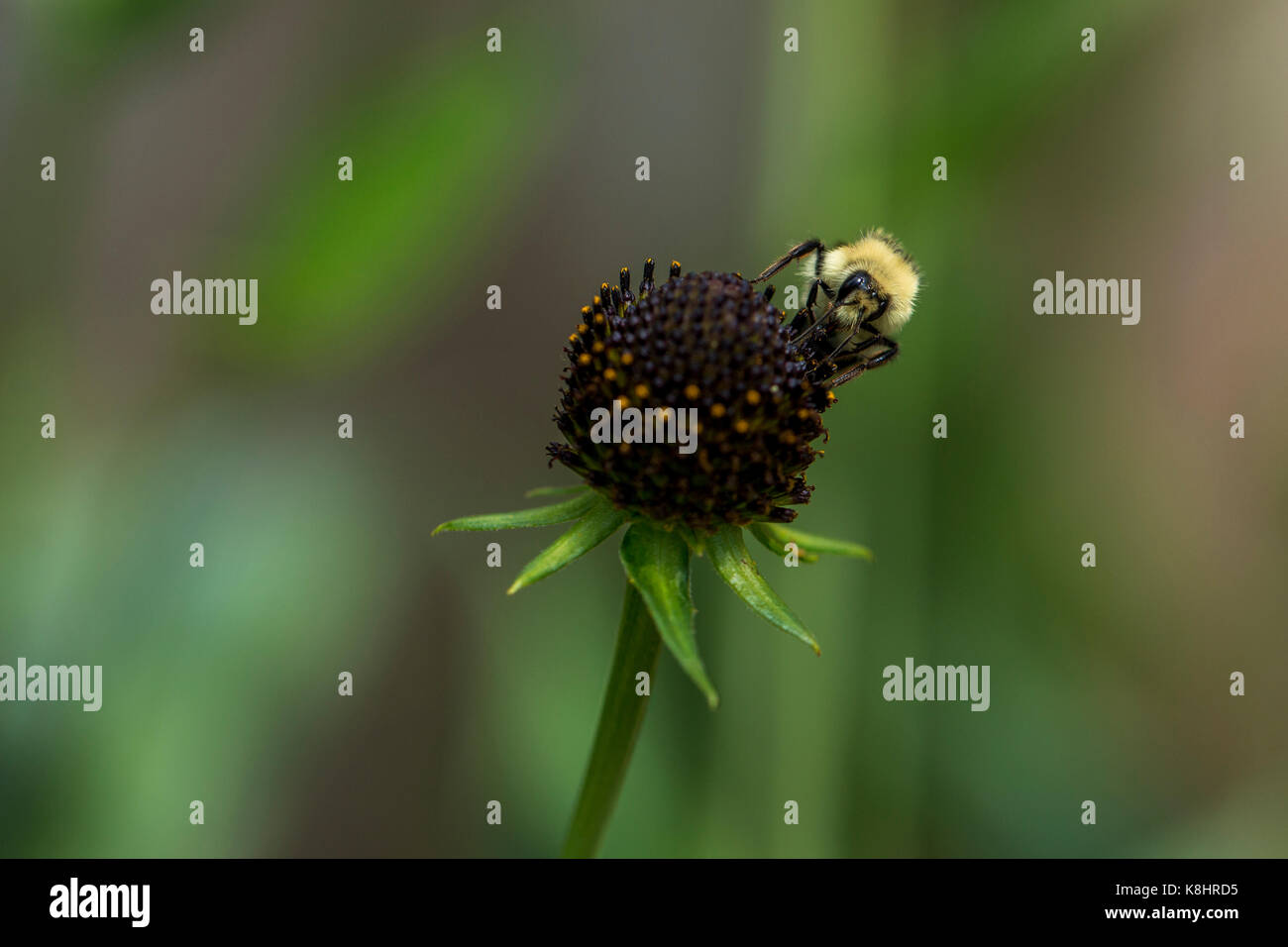 Hohe Betrachtungswinkel von Honig Biene auf Blume Stockfoto