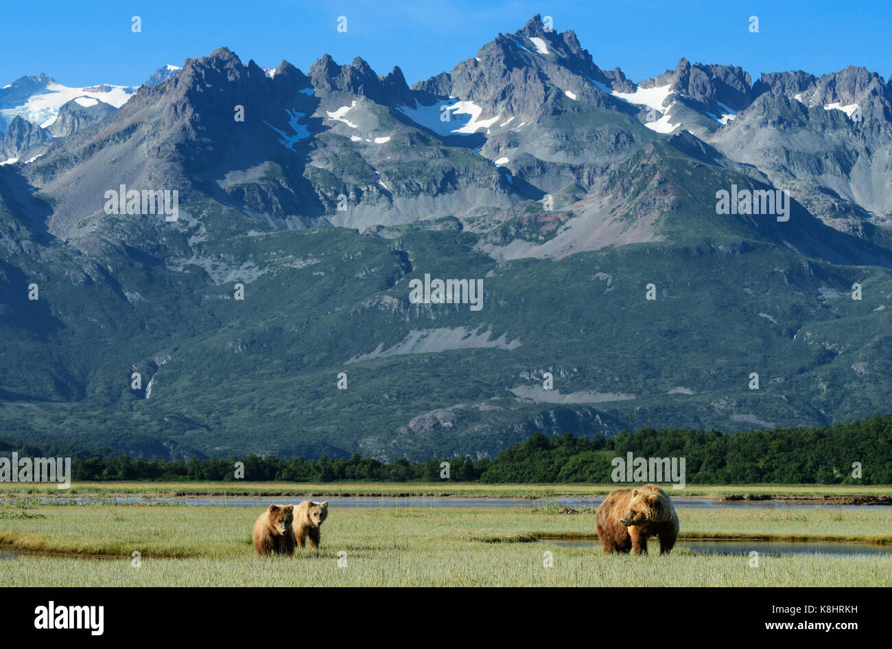 Alaska Braunbären mit Jungen, Ursus arctos, Katmai National Park, Alaska Stockfoto