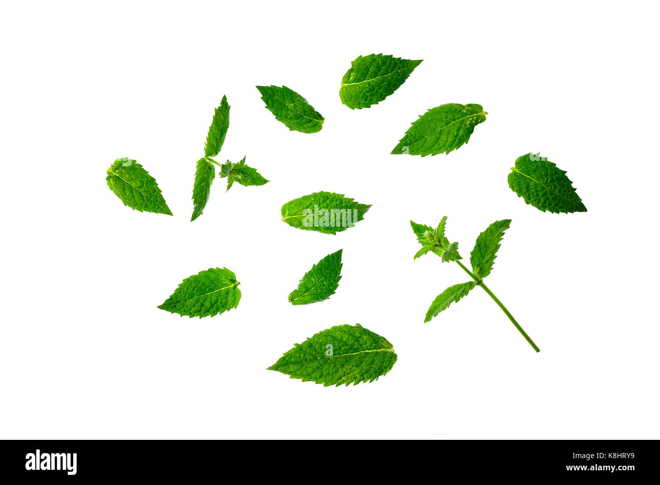 Stellen Sie frische Minze isoliert auf den weißen Hintergrund. Grüne