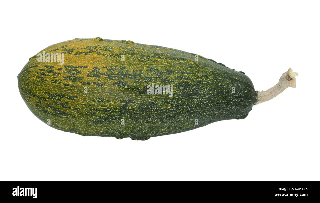 Große Knochenmark-förmige warty Zierpflanzen Rizinus, deep green Reifung zu Orange, auf weißem Hintergrund Stockfoto