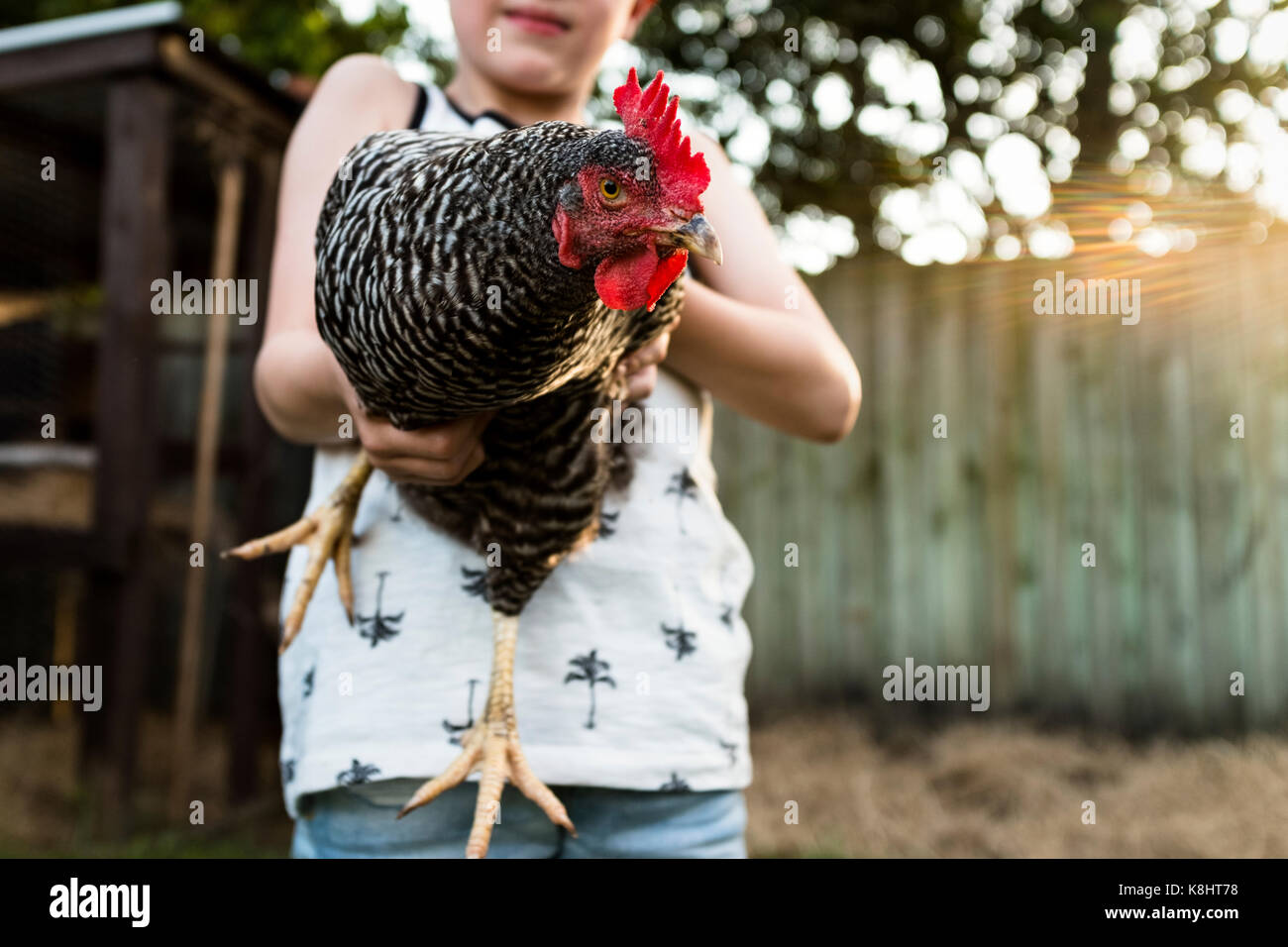 Mittelteil der Boy holding Henne am Bauernhof Stockfoto