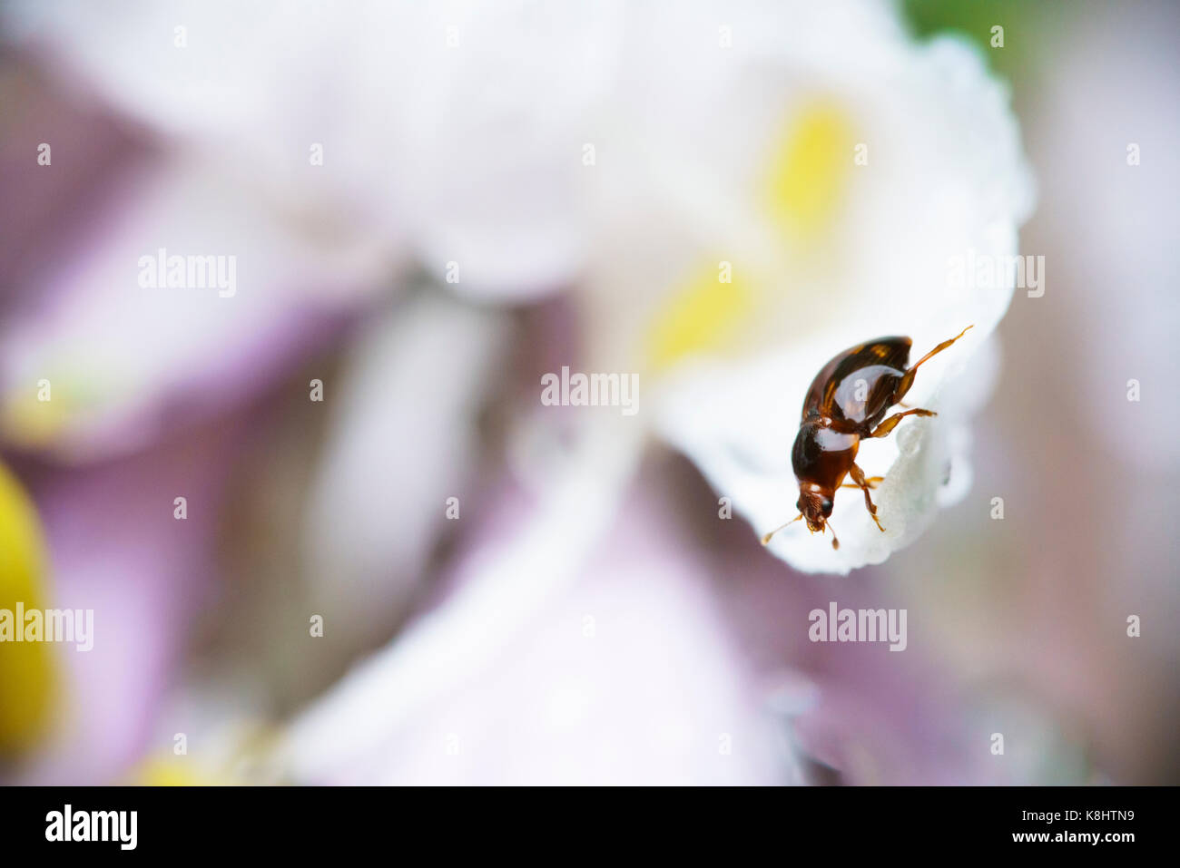 Close-up von Bug auf Blume Stockfoto
