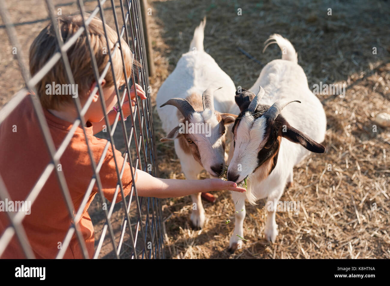 Hohe Betrachtungswinkel von jungen Füttern von Ziegen auf der Farm Stockfoto
