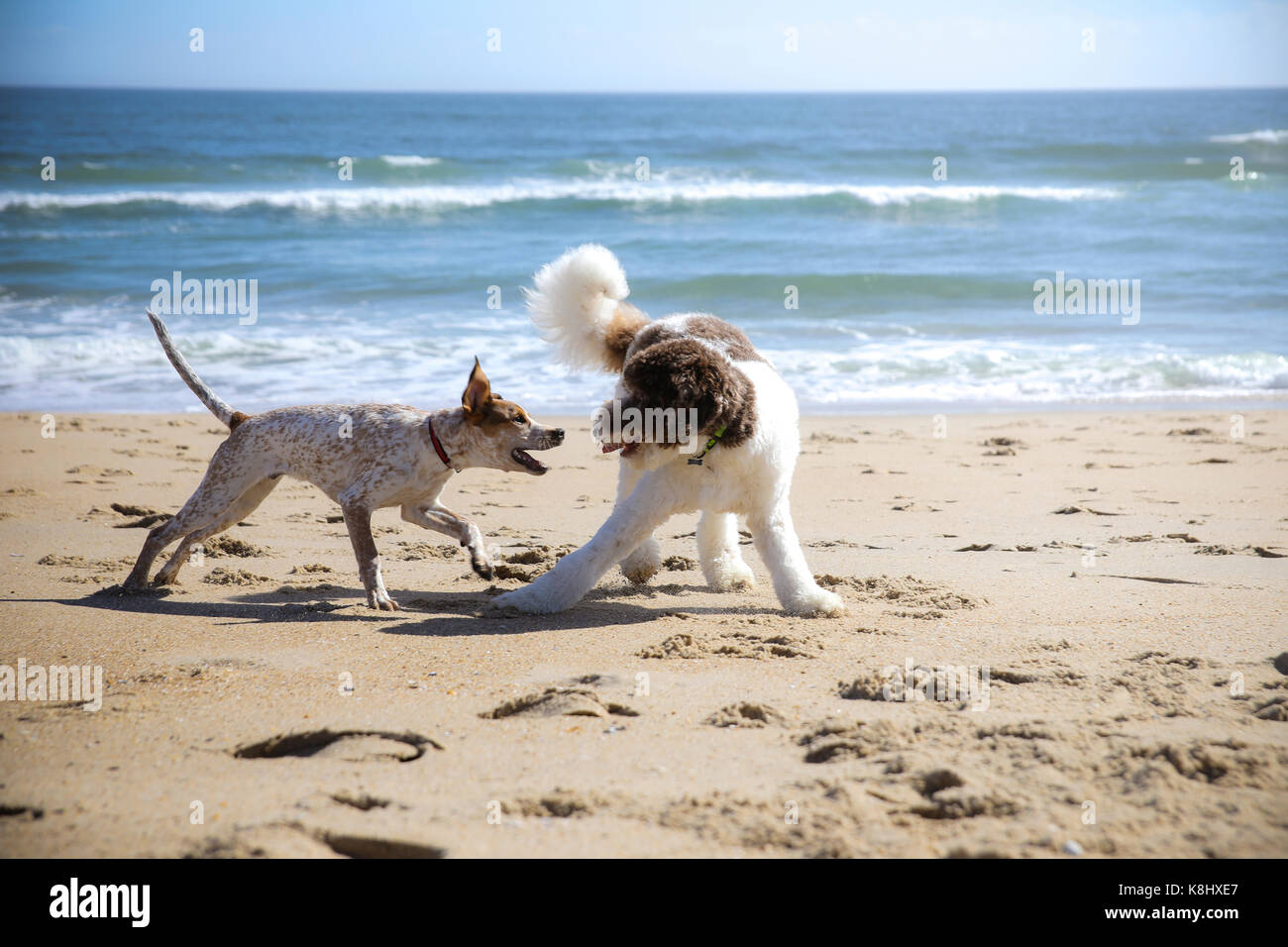 Hunde am Strand kämpfen gegen Himmel und Meer Stockfoto