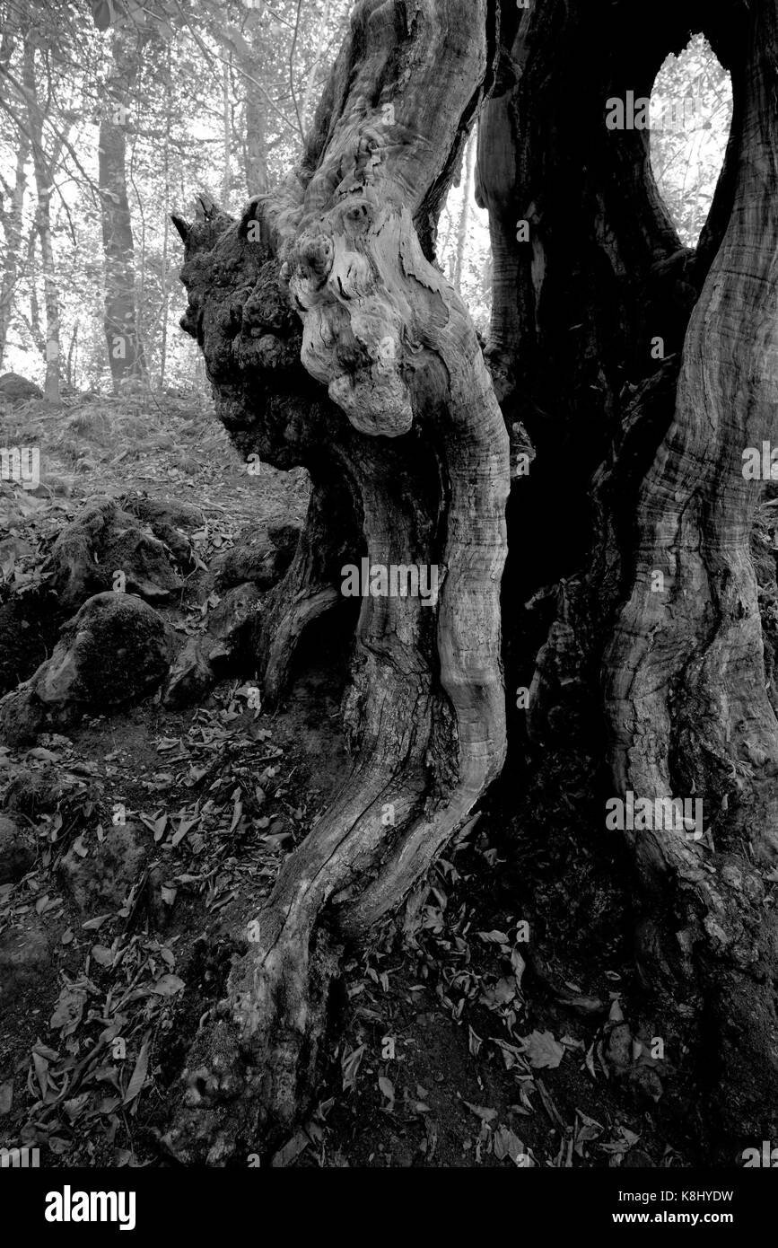 Wunderbaum Stockfoto