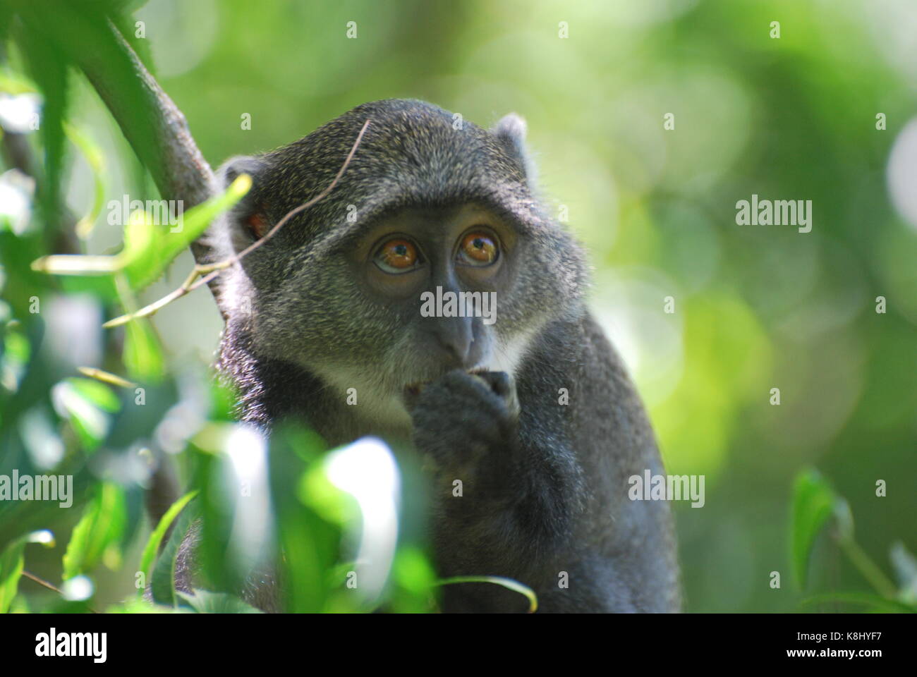 Zaghaft Sykes Affen in den Dschungel Stockfoto