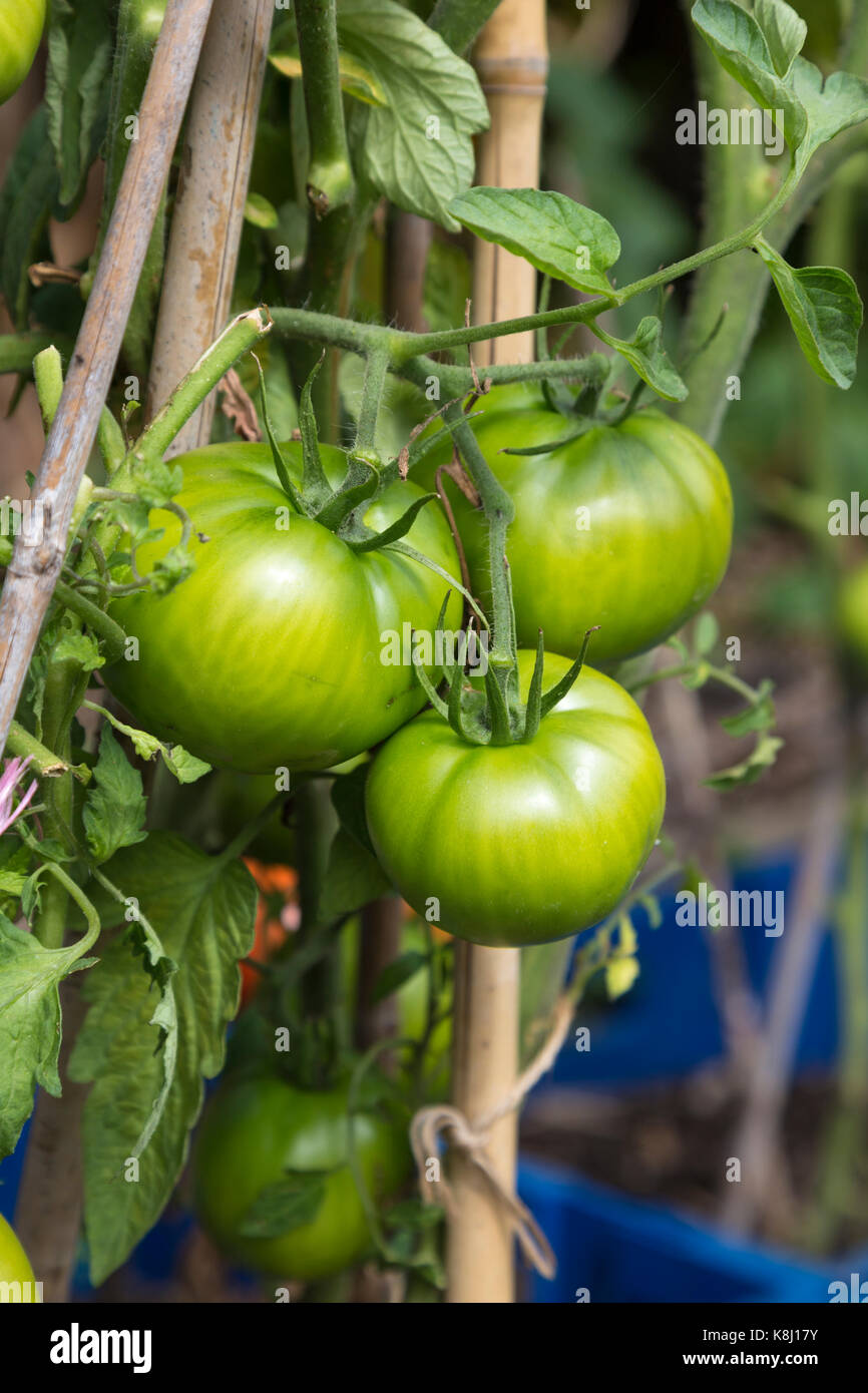 Unreife grüne Tomaten auf eine Zuteilung wachsende Stockfoto