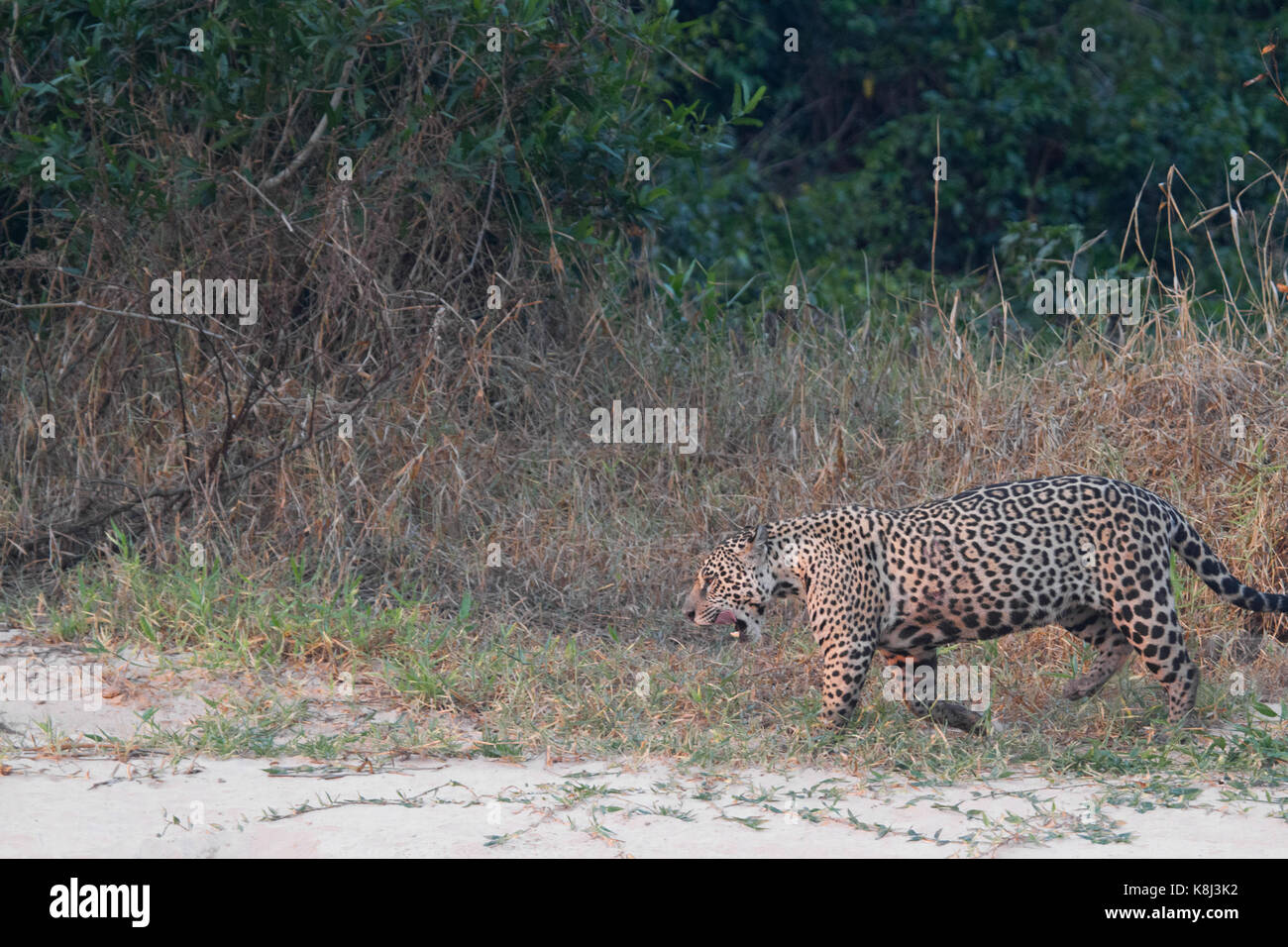 Brasilianischen Pantanal - Jaguar Stockfoto