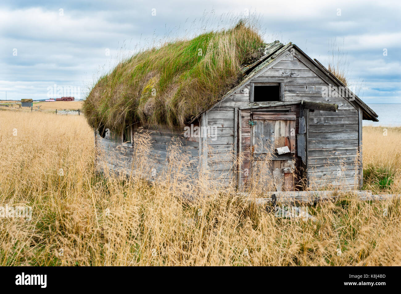 Beschädigte und verwitterten Holzhaus Blockhaus mit lebendigen Dach im langen Gras in der Mitte eines verlassenen Feld abgedeckt Stockfoto