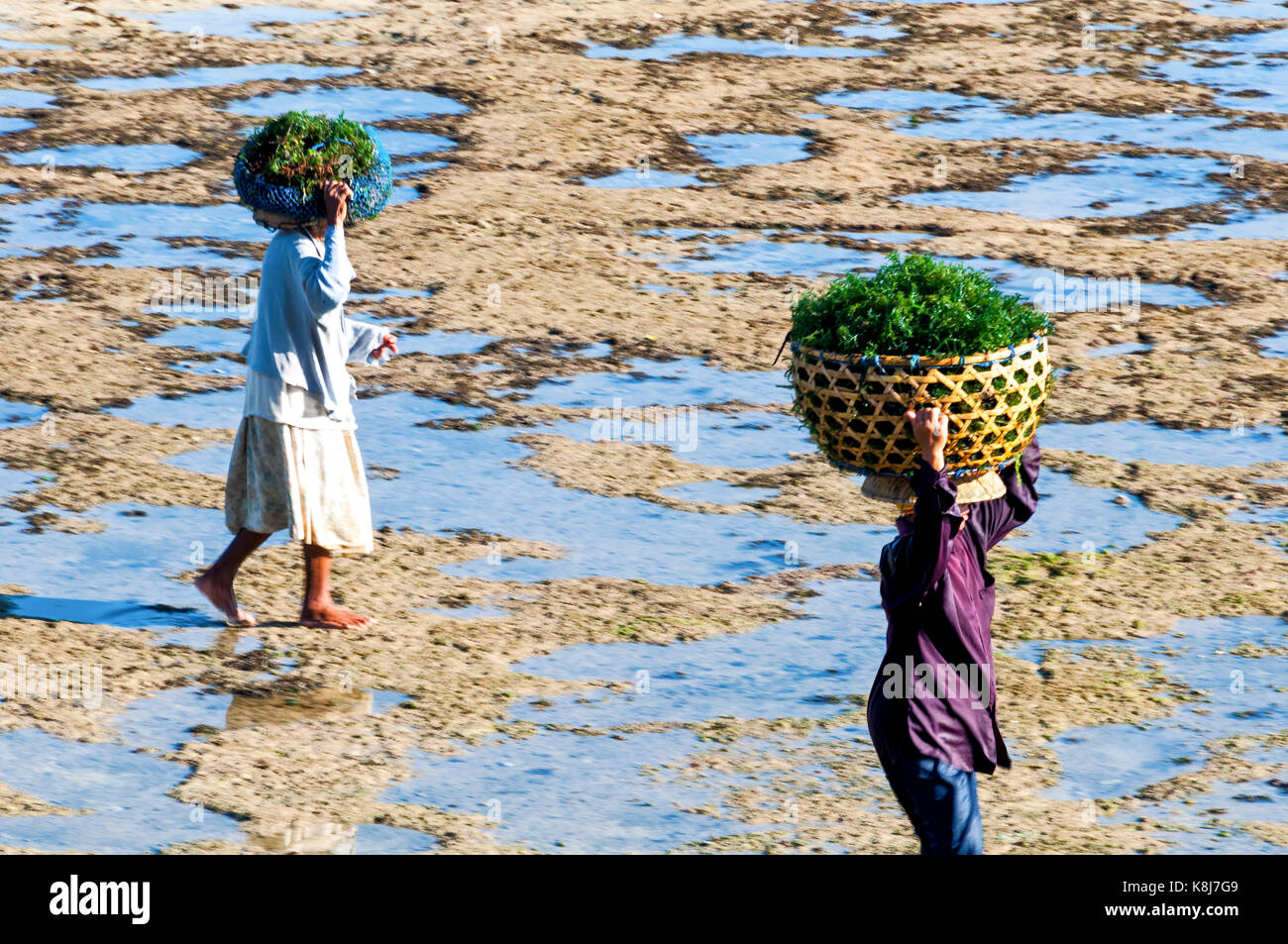 Indonesien. Bali. Nusa Lembongan Insel. Die Bewohner der Insel haben sich auf den Algenanbau spezialisiert. Bauern tragen Algen mit Körben Stockfoto