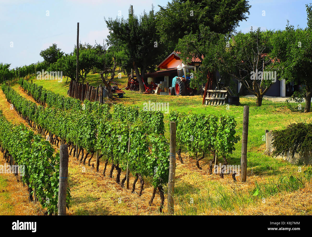Weinberg Zeilen und Werkzeuge Halle Cartoon Stockfoto