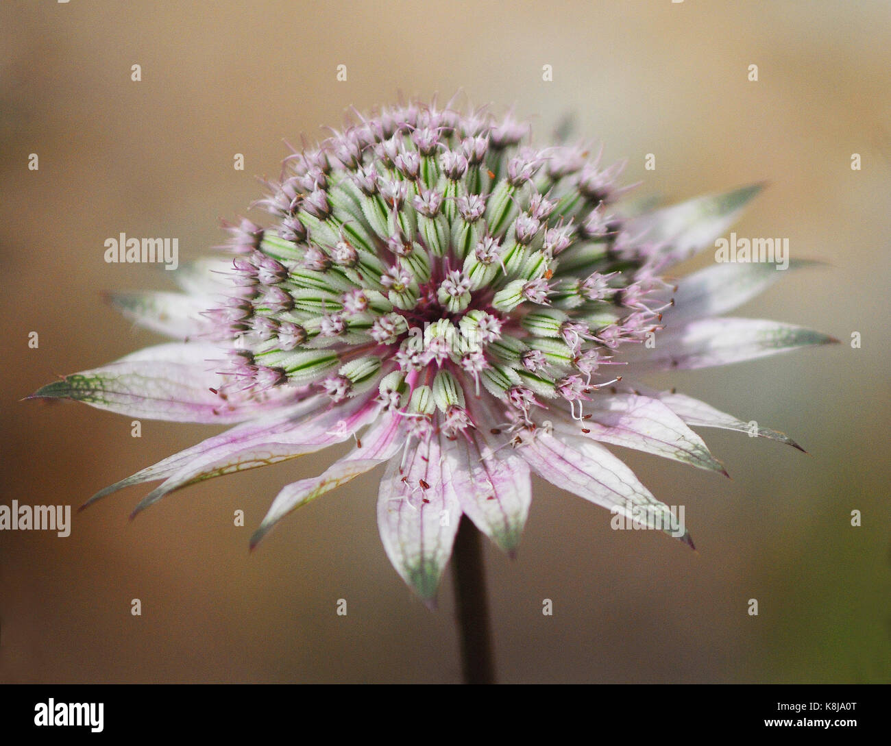 Astilbe (subsp involucrata) Stockfoto