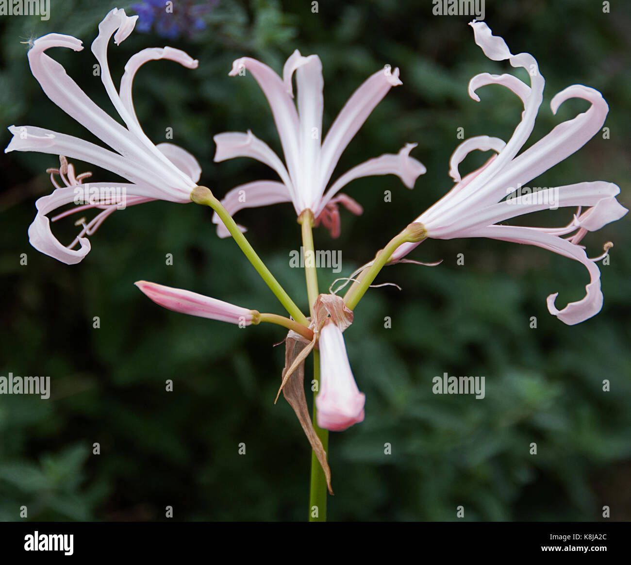 Von "Nerine" tefanie' Stockfoto