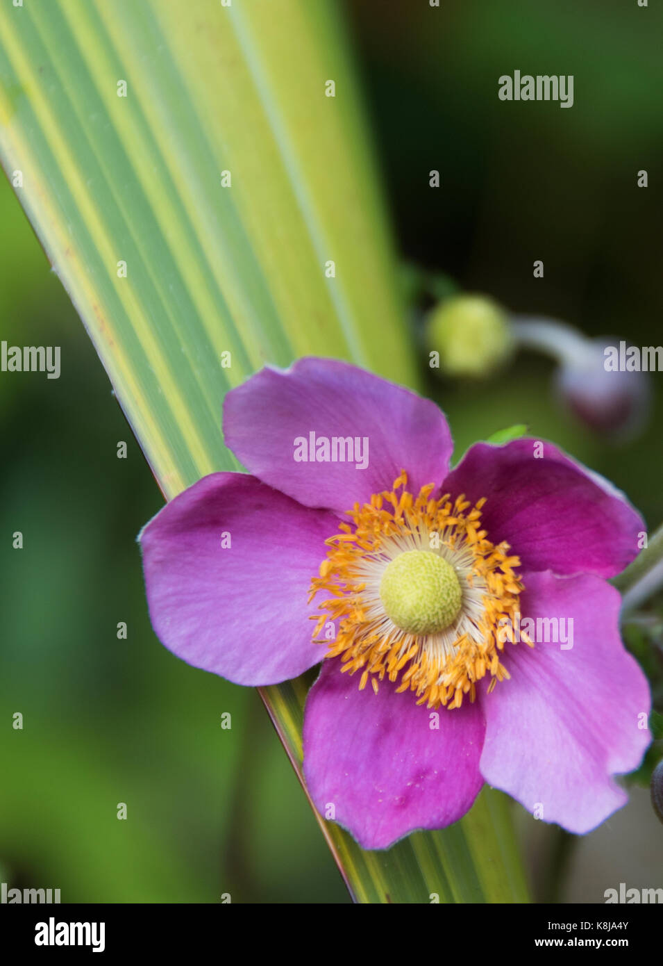 Japanische Anemone hupehensis Hadspen Fülle eine hervorragende Pflanze für Spätsommer und Herbst mit lime-grün bunt Neuseeland Flachs Blatt. Die br Stockfoto