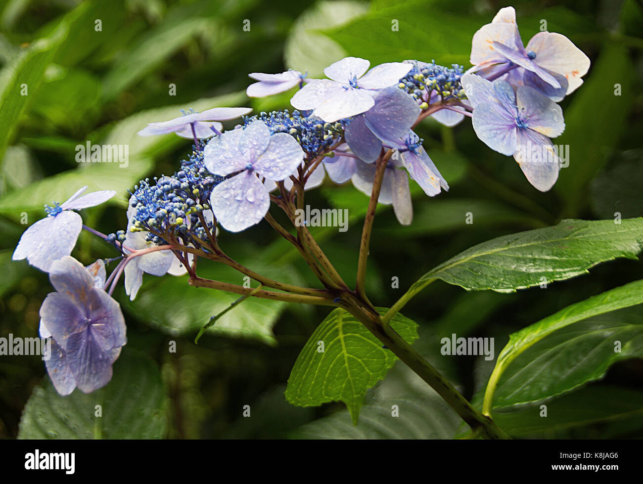 Blaue spitze Kappe Hortensie im Regen in Hotel Endsleigh Gardens Stockfoto