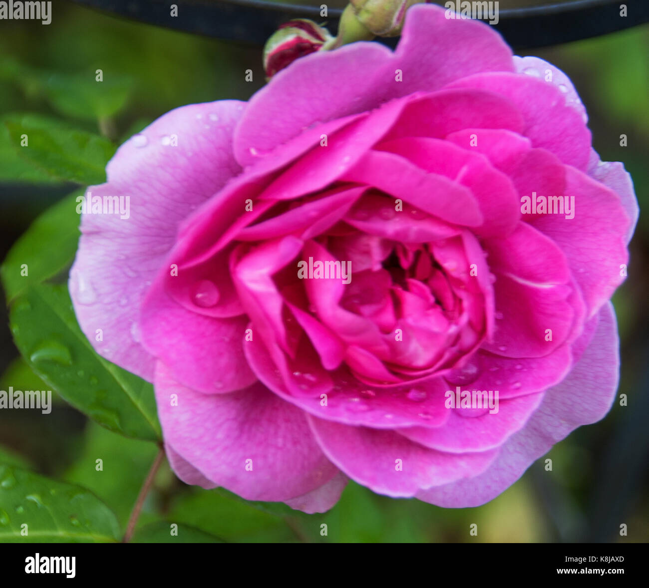 Repeat flowering Fotos und Bildmaterial in hoher Auflösung Alamy