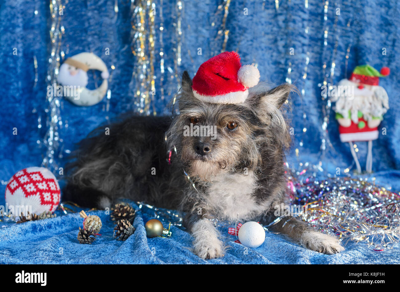 Lustig Hund in Weihnachten Hintergrund Stockfotografie - Alamy