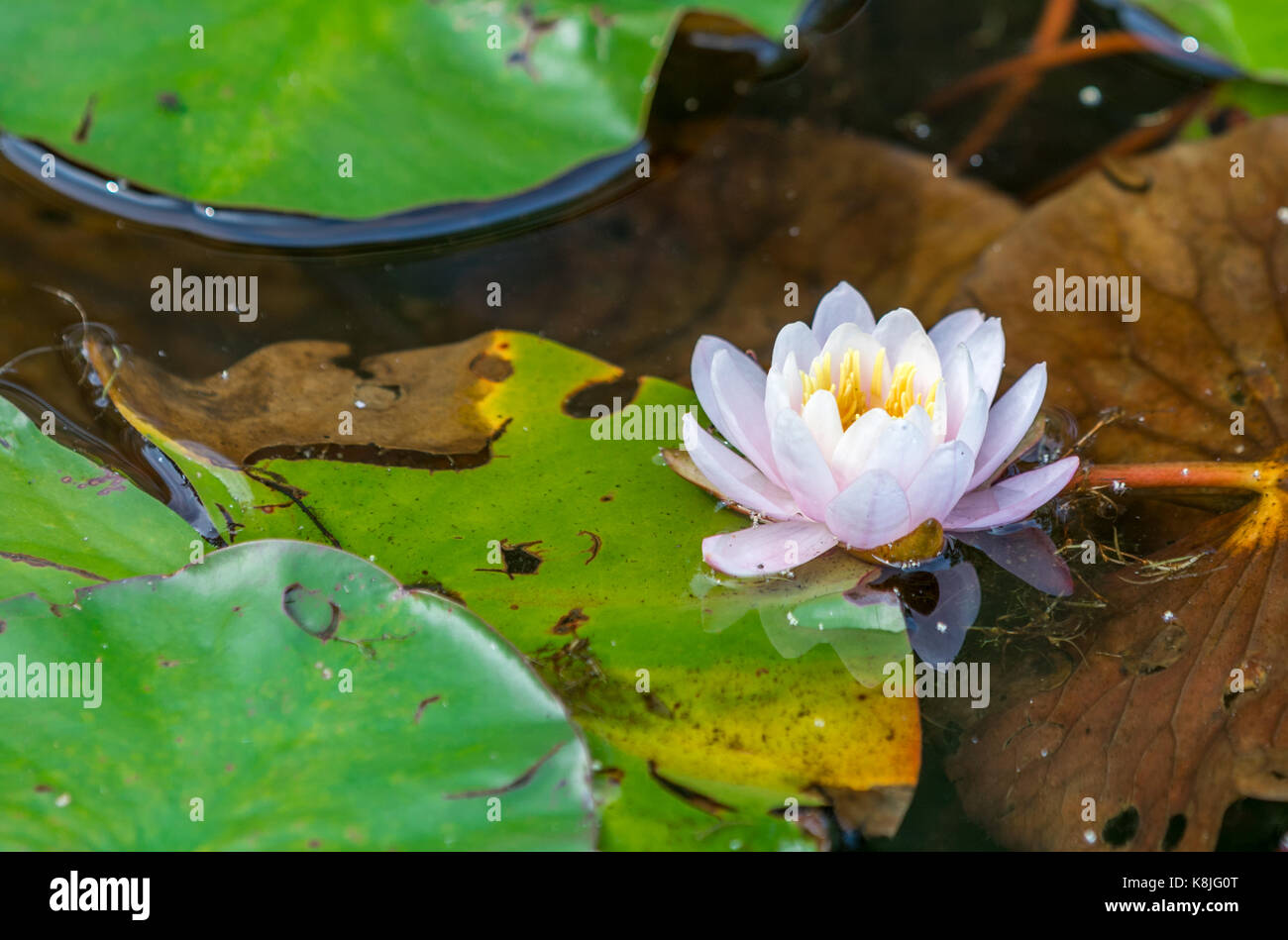 Wasser Lilly mit Blume, detaillierte Bilder, Southampton, NY Stockfoto