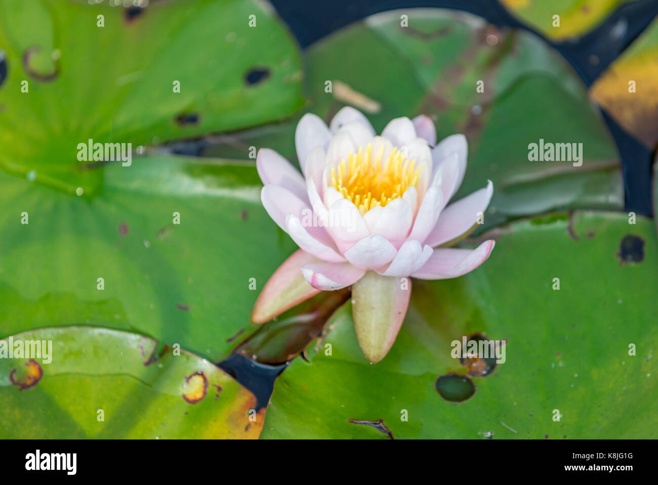 Wasser Lilly mit Blume, detaillierte Bilder, Southampton, NY Stockfoto