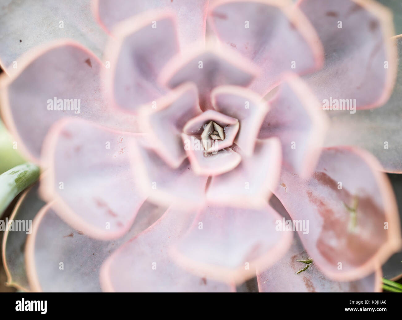 Makro Fotos verschiedener Sukkulenten im Sommer blühen Stockfoto