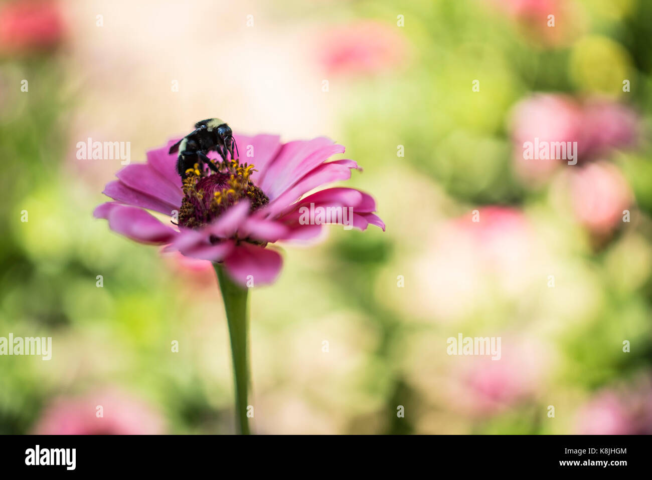 Bienen bestäuben Blumen im Botanischen Garten Stockfoto