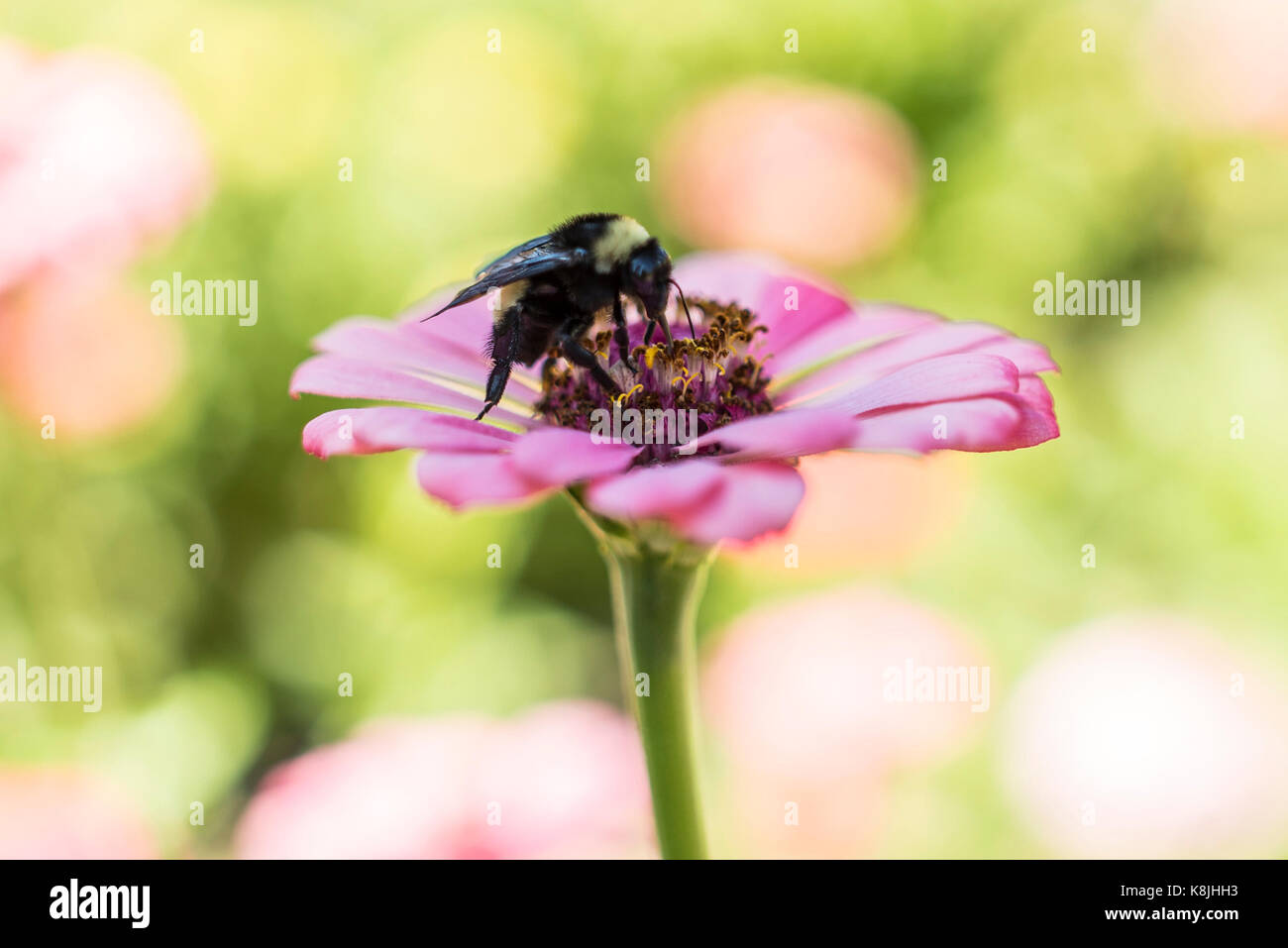 Bienen bestäuben Blumen im Botanischen Garten Stockfoto