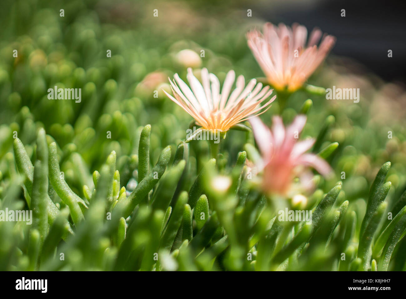 Alans Aprikose oder "Hardy ice-Werk', blühen in der Denver botanischen Garten. Stockfoto