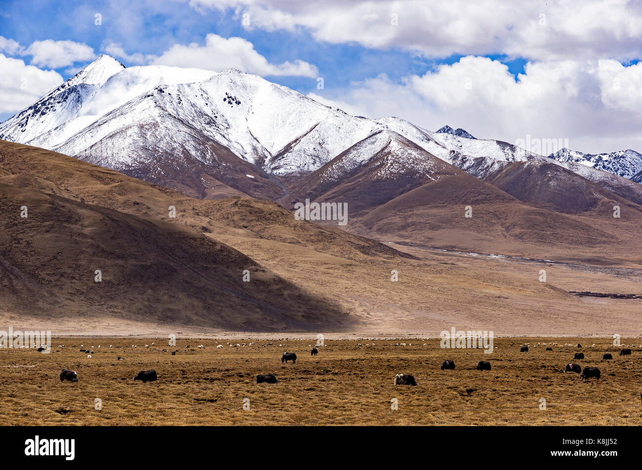 Typische Berglandschaft mit tibetischen Yaks - Tibet Stockfoto