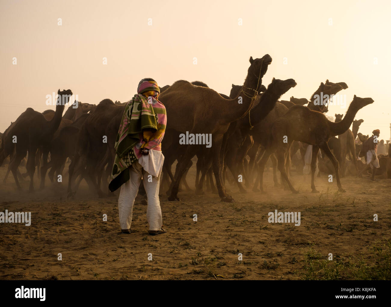 PUSHKAR, INDIEN - ca. November 2016: Camel herder am frühen Morgen in der Pushkar Kamel Fairgrounds. Es ist einer der größten Kamel der Welt messen. Stockfoto