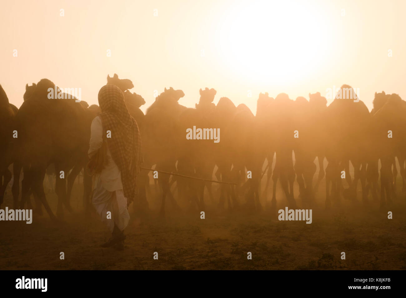 PUSHKAR, INDIEN - ca. November 2016: Camel herder am frühen Morgen in der Pushkar Kamel Fairgrounds. Es ist einer der größten Kamel der Welt messen. Stockfoto