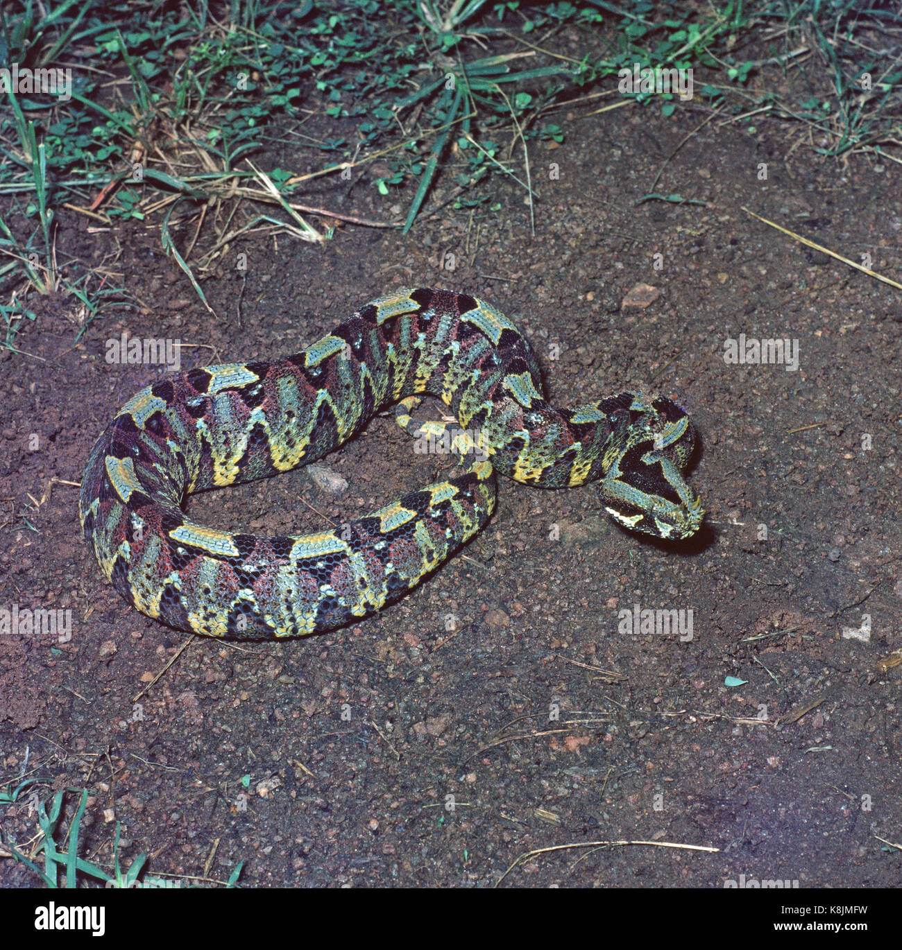 Rhinoceros Viper (Bitis nasicornis). Regenwald. Nigeria. West Afrika. Stockfoto