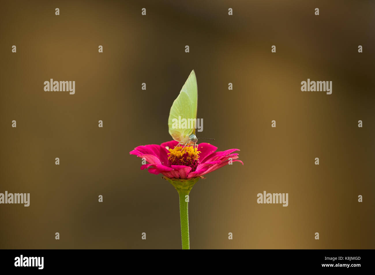 Grüne Schmetterlinge. Zitrone Emigrant, Catopsilia pomona Pomona auch Malaysische grün Butterflie bekannt Stockfoto