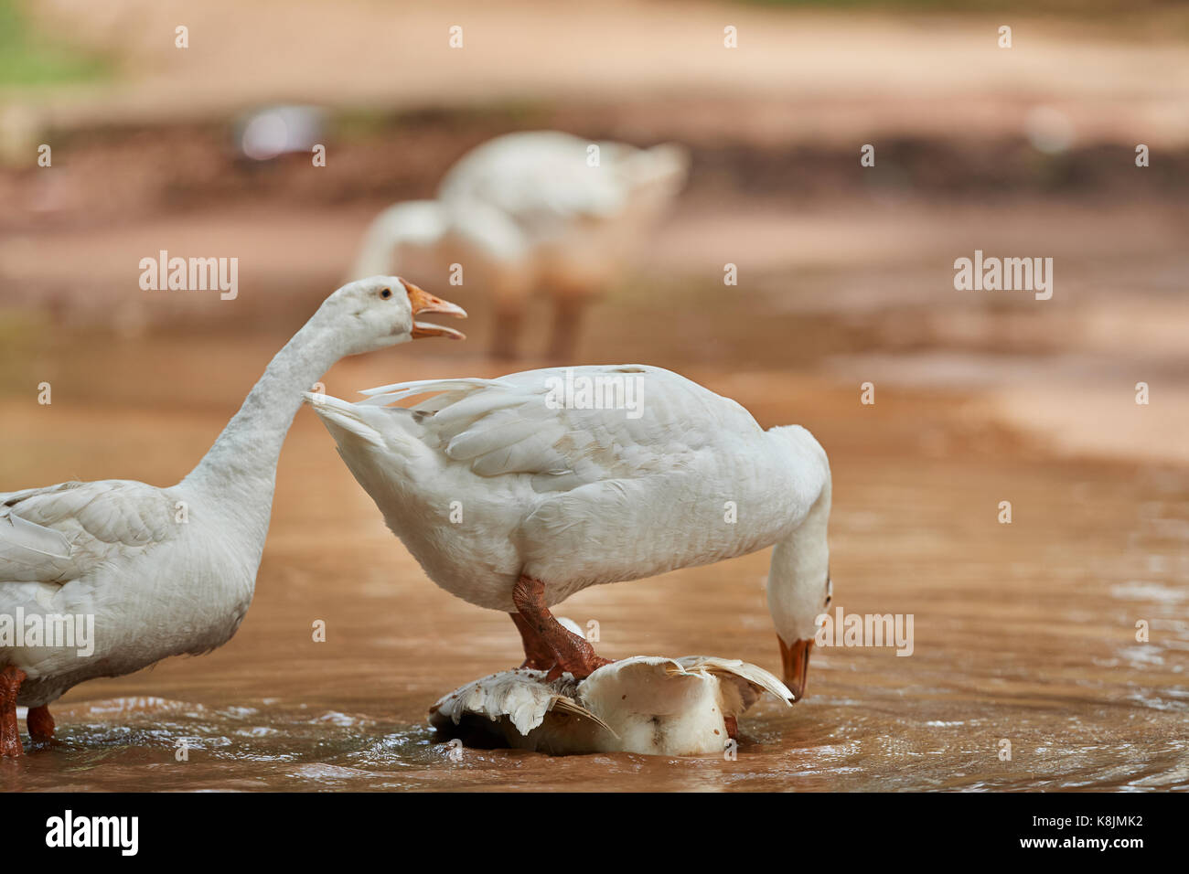 Inländische weiße Gans gerne baden in den Teich mit Wassertropfen spritzen alle über Stockfoto