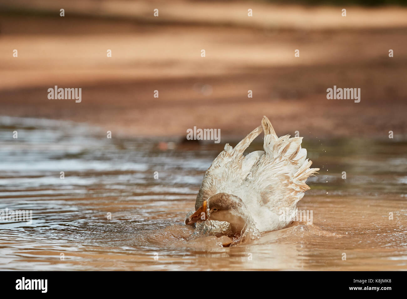 Inländische weiße Gans gerne baden in den Teich mit Wassertropfen spritzen alle über Stockfoto