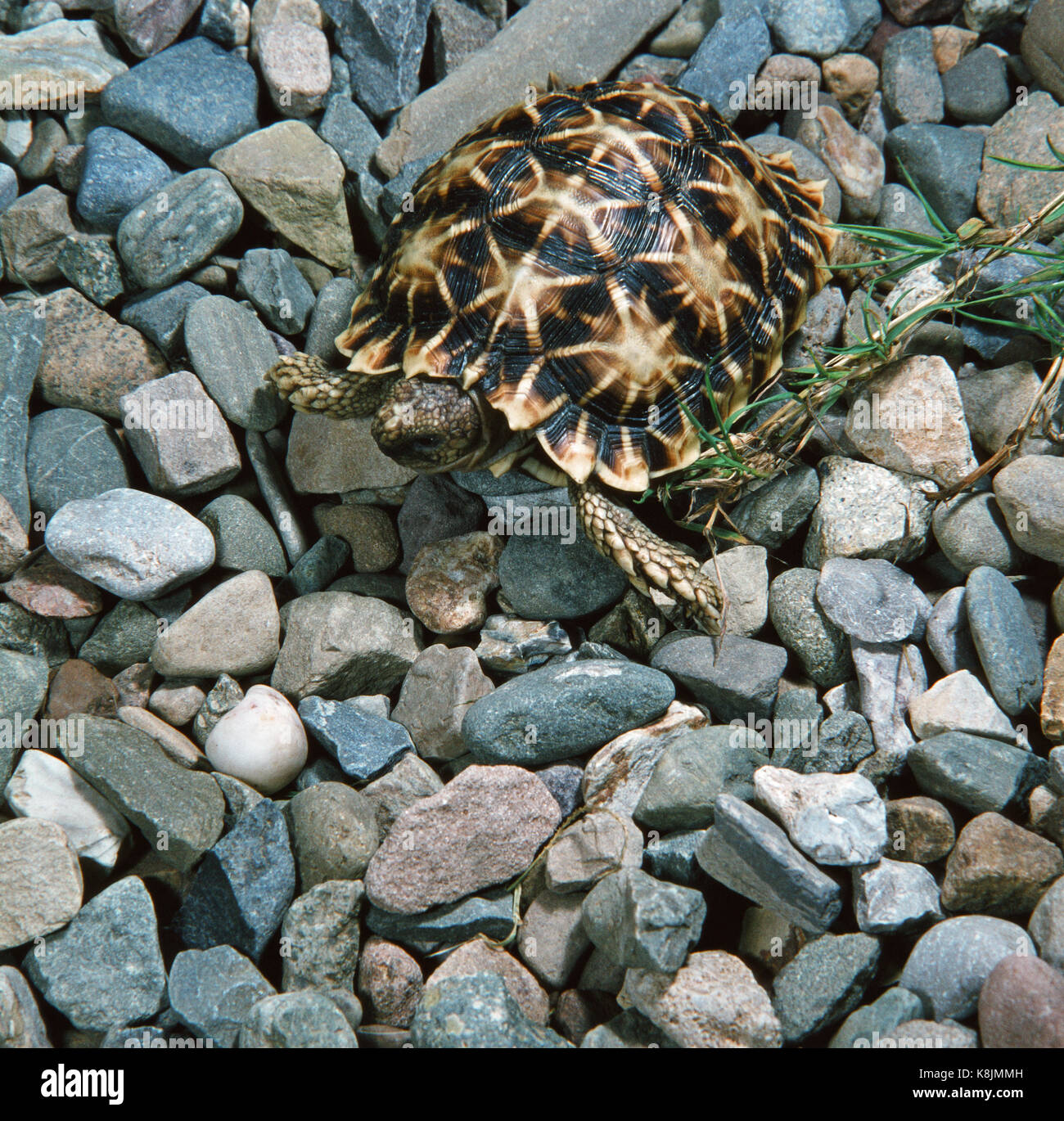 Geometrische oder Zelt Schildkröte (Psammobates Geometricus). Kritisch gefährdet bedrohte Arten. Südafrika. Stockfoto