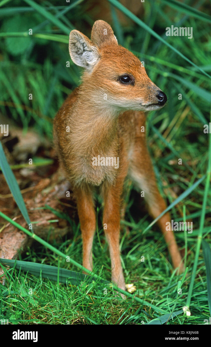 Chinese Water Deer Fawn Hydropotes Stockfotos Und Bilder Kaufen Alamy