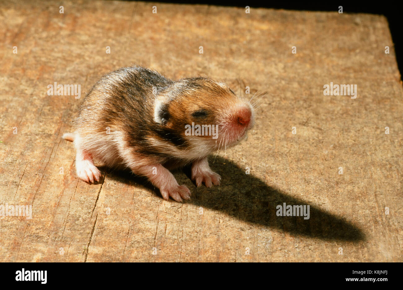 Blind covered Fotos und Bildmaterial in hoher Auflösung Alamy