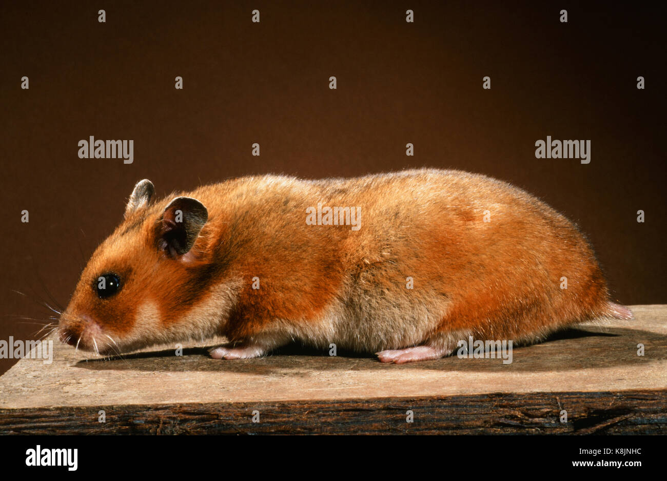 Golden oder Syrischen Hamster (Mesocricetus auratus). Erwachsene Frau auf einem nistkasten. Profil. Stockfoto