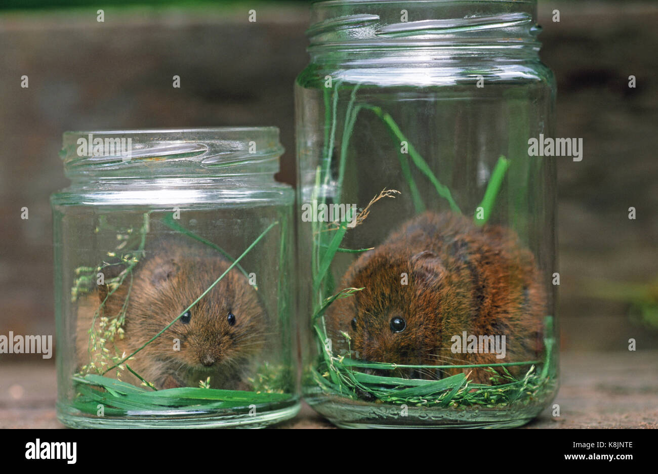 Gemeinsame europäische Wühlmäuse von zwei markanten Formen, die auf Zwei der Orkney Inseln. Schottland. Orkney Wühlmäuse Microtus arvalis orcadensis. Muster von Stockfoto