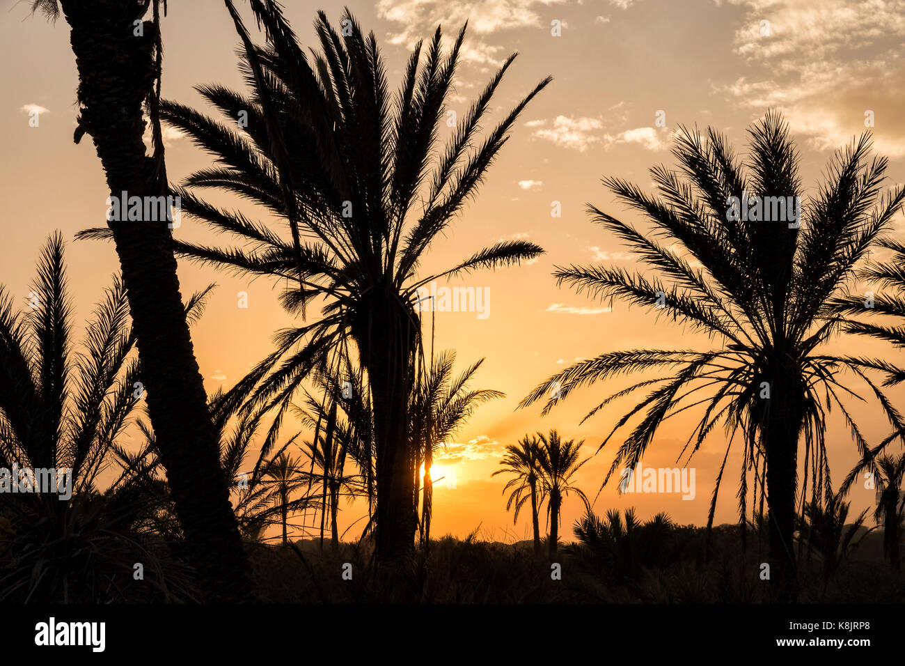 Dunkle Silhouette der Palme am Himmel. Einbruch in Alfaz del Pí. Alicante, Spanien Stockfoto