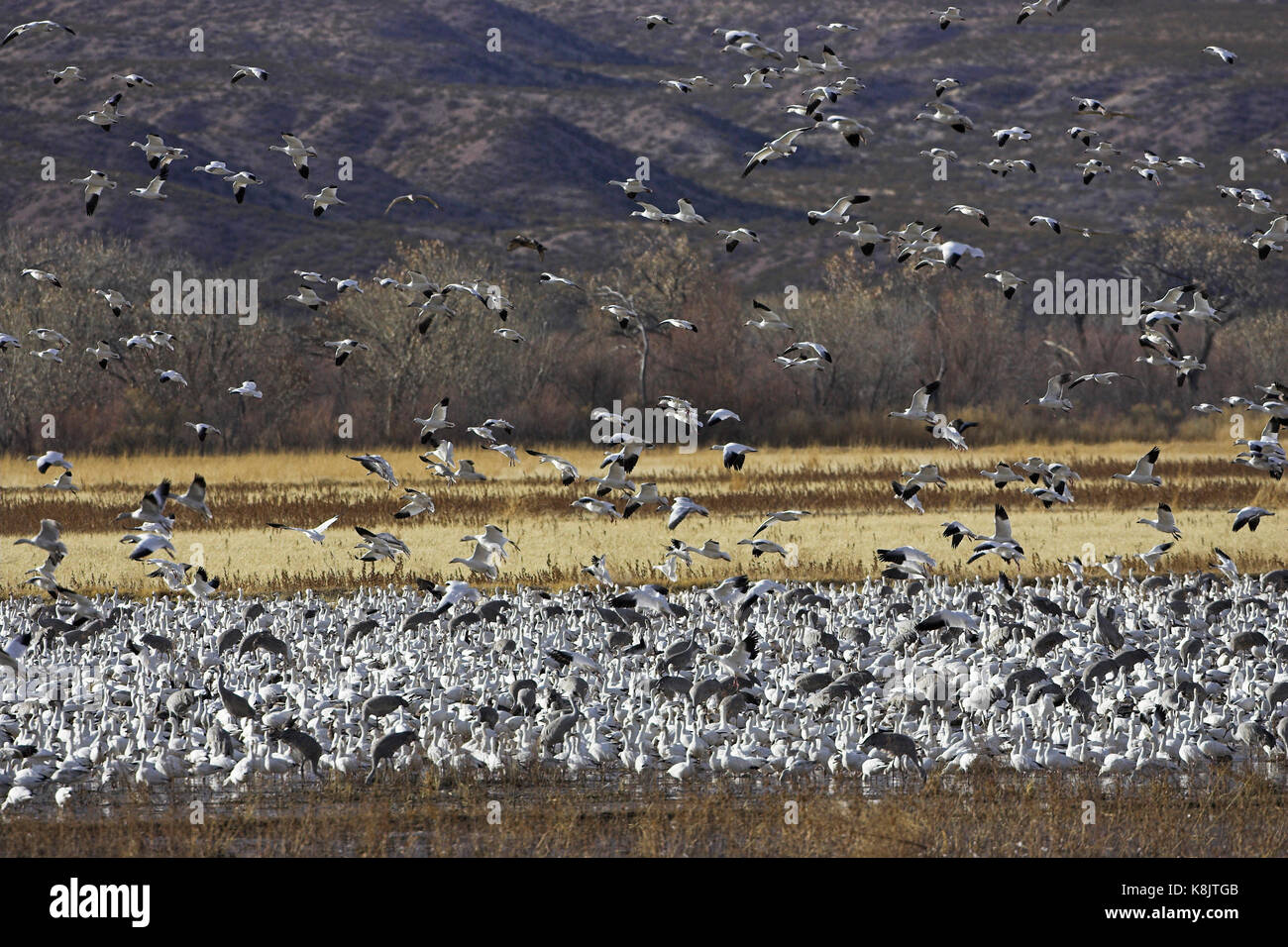 Schneegans Chen caerulescens große Herde Landung mit Sandhill cranes Grus canadensis Bosque Del Apache National Wildlife Refuge in Arkansas USA Stockfoto