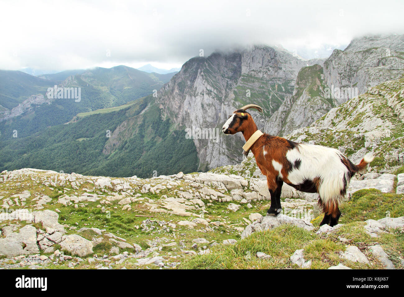 Ziege zu einer großartigen Landschaft in Fuente De, Picos de Europa, Kantabrien, Spanien. Stockfoto