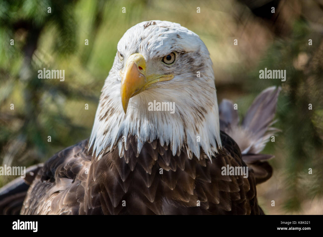 Blad Eagle starrte sie Stockfoto