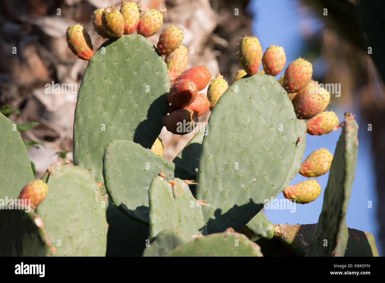Kaktus und kaktusfrüchte auf Kreta Stockfoto