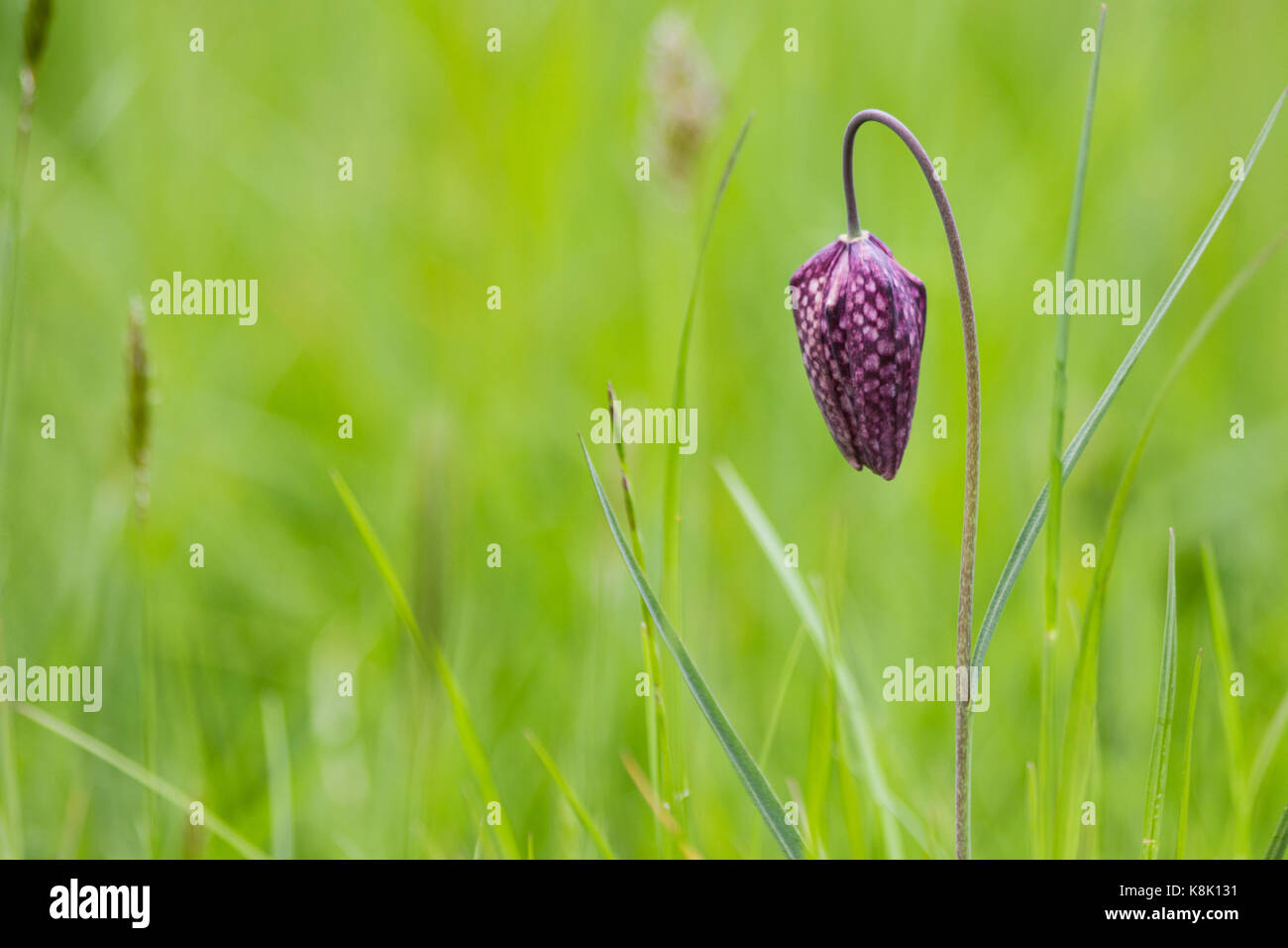 Die Schlange Kopf Fritillaries Bob in der Brise in Kew Gardens Stockfoto
