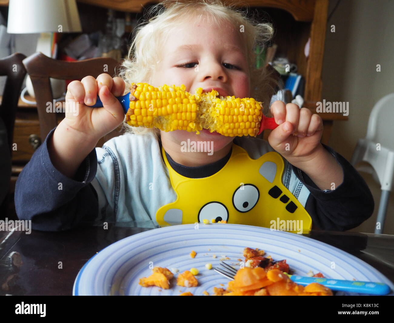 Hungriger Kleinkind genießt sein Mais auf dem Kob. Zweieinhalb Jahre alter Junge, der seinen Mais mit Spießen verzehrt. Lernen, frisches Gemüse zu essen. Stockfoto